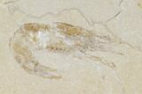 Two Cretaceous Fossil Shrimp - Lebanon #107420-2